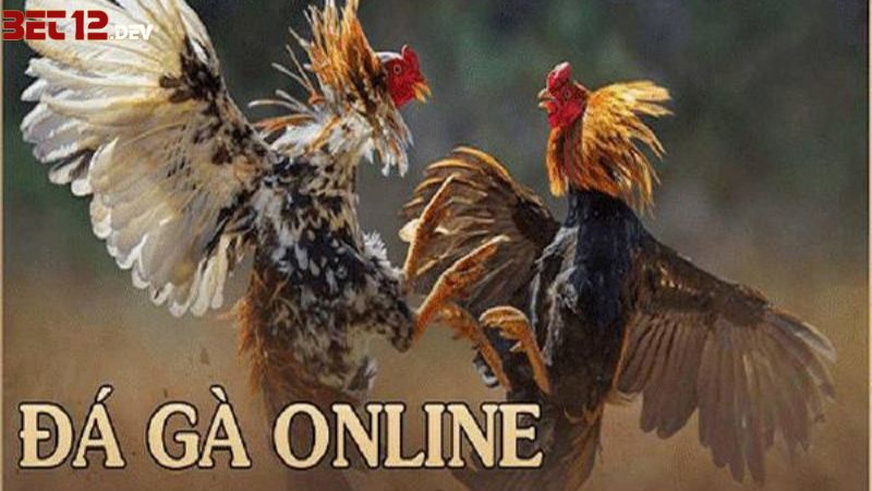 Đá Gà 12BET – Nhà Cái Cung Cấp Đá Gà Trực Tiếp Hấp Dẫn