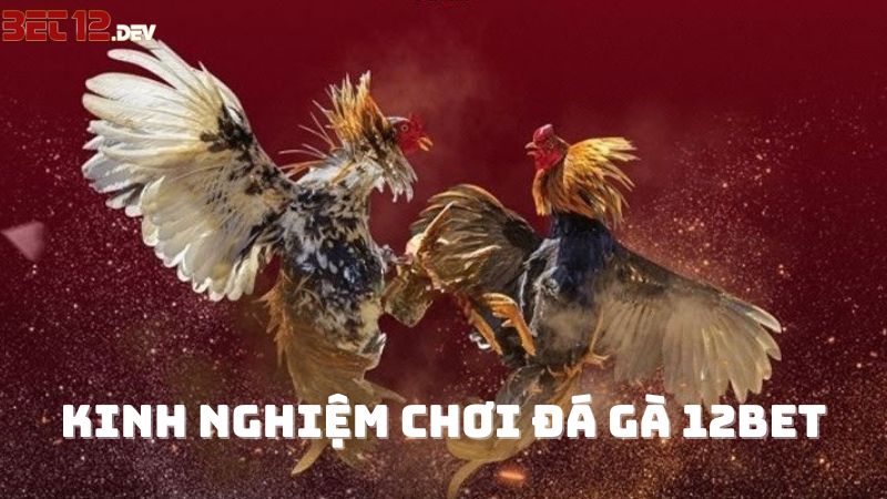 Kinh nghiệm chơi đá gà trực tuyến bách phát bách trúng Kinh nghiệm chơi đá gà trực tuyến bách phát bách trúng
