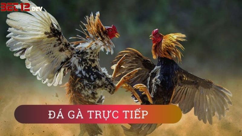Đá gà 12BET là gì? Đá gà 12BET là gì?
