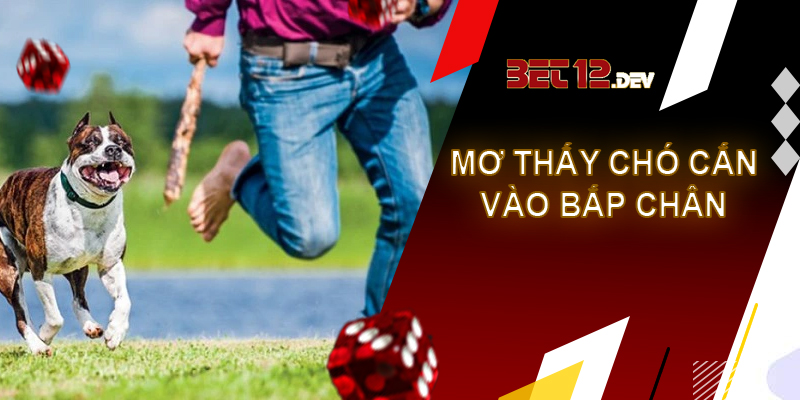 Thông tin thú vị về giải mã giấc mơ bị chó cắn Giải mã giấc mơ bị chó cắn vào chân, bắp chân
