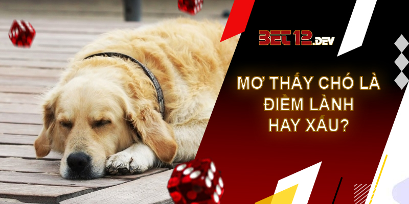 Tìm hiểu điềm báo và giải mã giấc mơ thấy chó Giải mã giấc mơ thấy chó là điềm lành hay điềm xấu?
